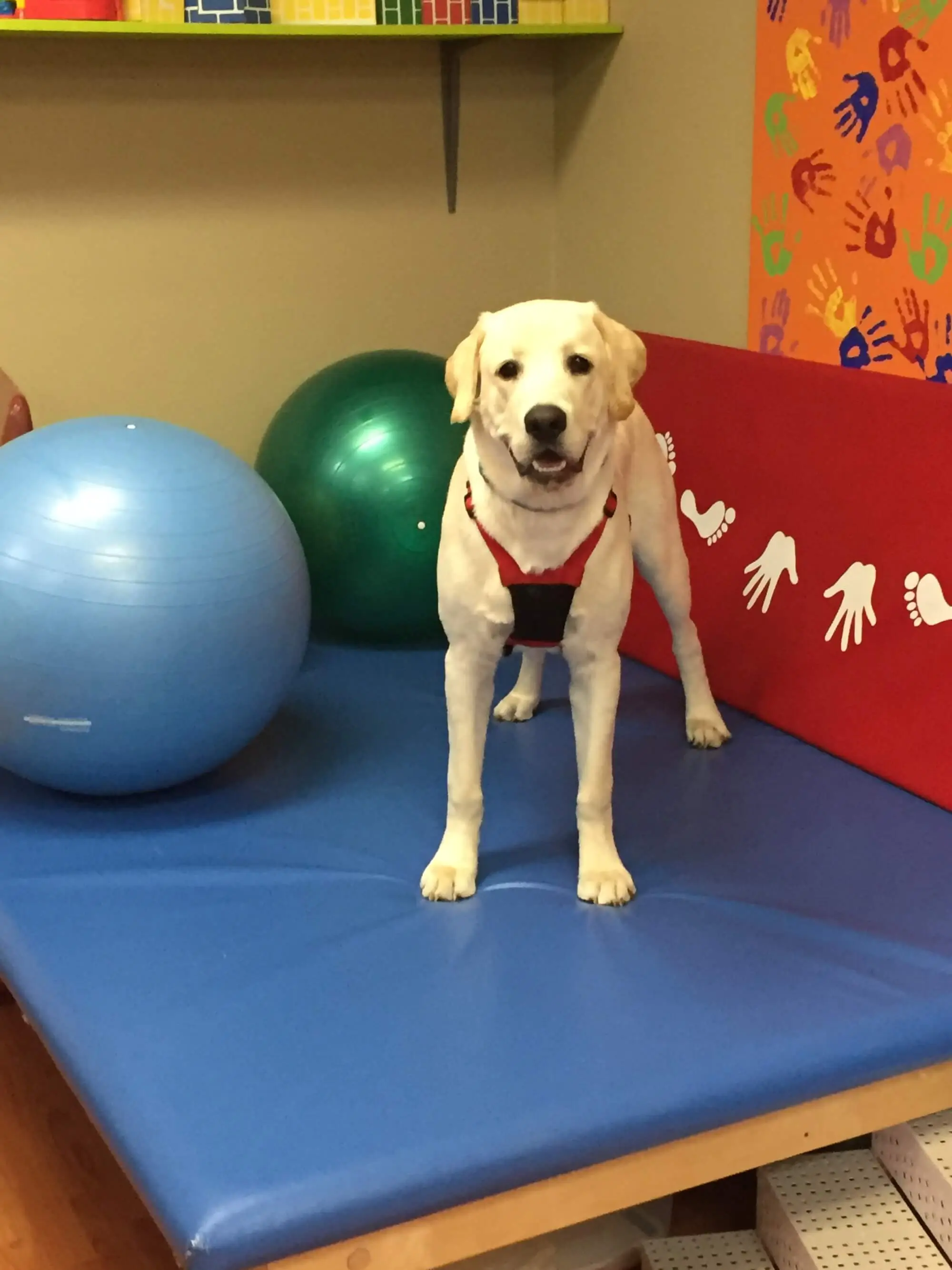 Therapy dog